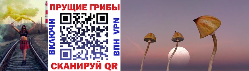 нарко площадка телеграм  Воронеж  Галлюциногенные грибы GOLDEN TEACHER  наркота 